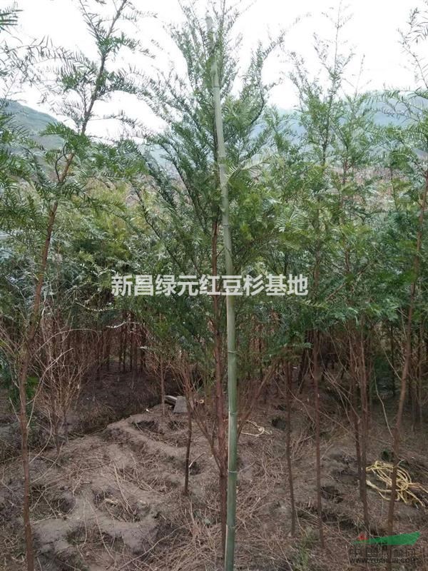 紅豆杉3公分