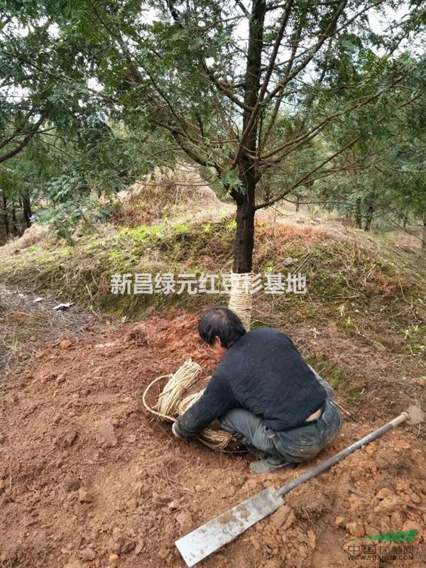 紅豆杉10公分