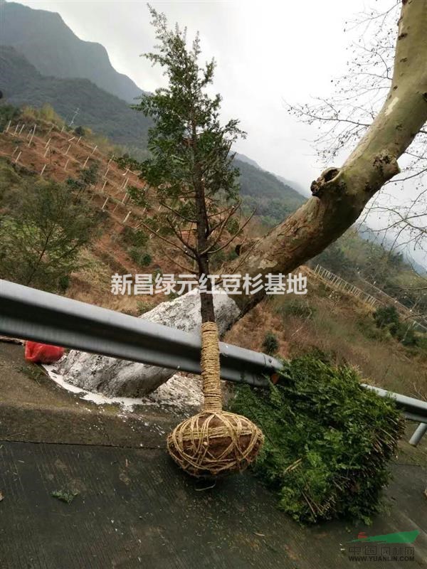 紅豆杉10公分