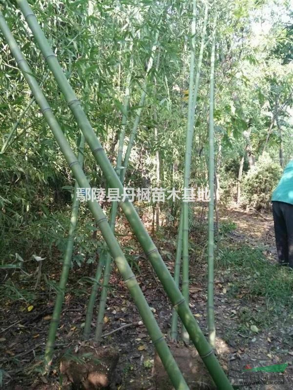 河南鄢陵大量供应竹子