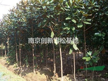廣玉蘭價(jià)格包含哪些選項(xiàng)-南京創(chuàng)新苗木基地