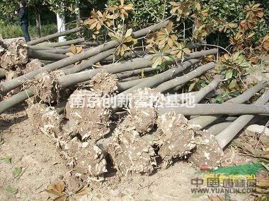 廣玉蘭價(jià)格包含哪些選項(xiàng)-南京創(chuàng)新苗木基地