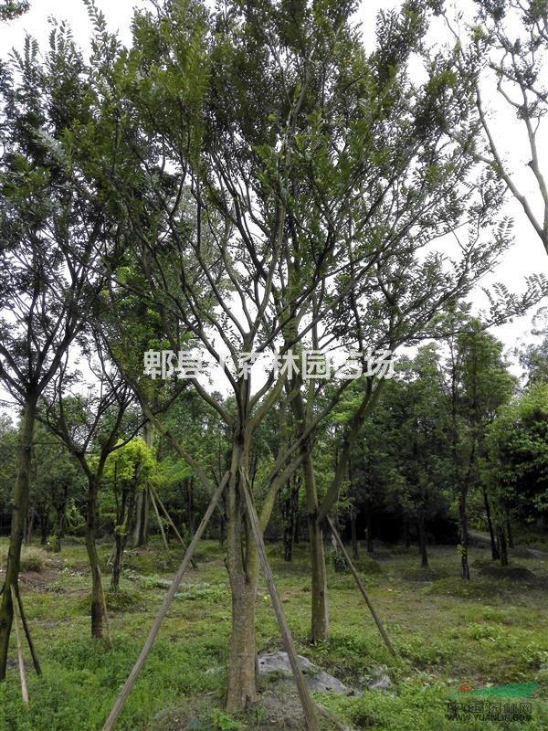朴树，丛生朴树，四川地区供应朴树