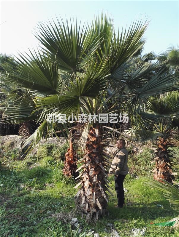 老人葵，四川地區(qū)供應(yīng)老人葵