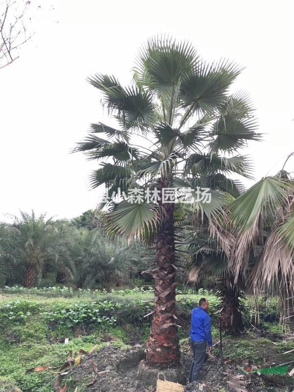 老人葵，四川地區(qū)供應(yīng)老人葵