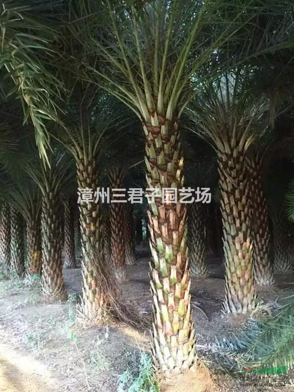 中東海棗專業(yè)種植戶 中東海棗專業(yè)研究基地