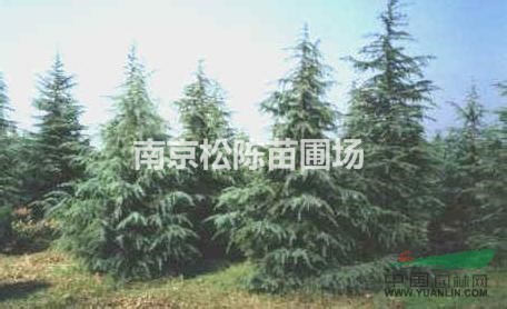南京供應(yīng)米徑10公分雪松價(jià)格