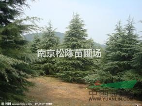 南京供應(yīng)米徑10公分雪松價(jià)格