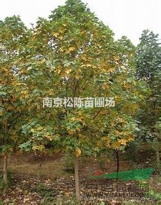 18公分鵝掌楸價格