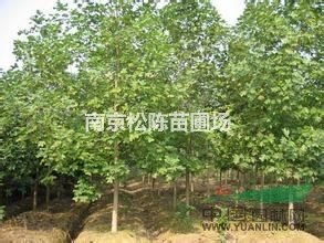 18公分鵝掌楸價格