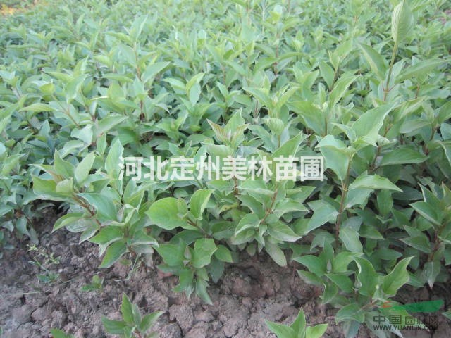 河北定州大棵红瑞木高1.5米冠1米每棵80元