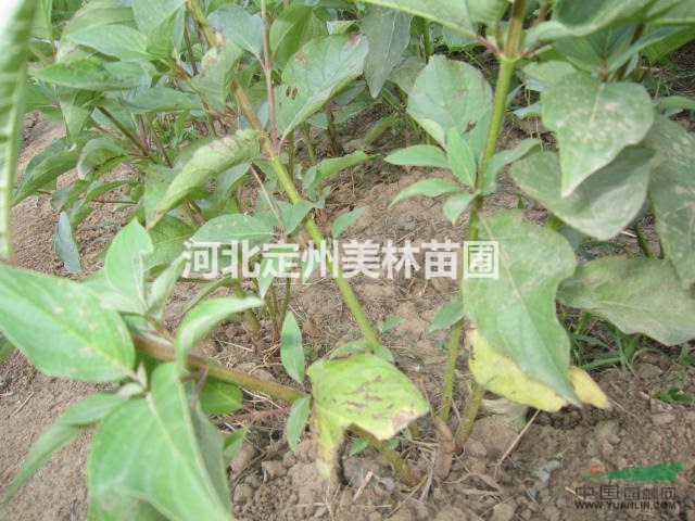 河北定州大棵红瑞木高1.5米冠1米每棵80元