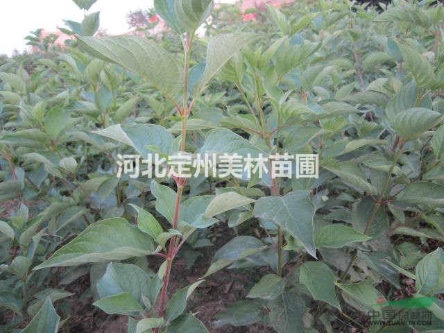 黄瑞木 河北黄瑞木 定州黄瑞木 红瑞木价格