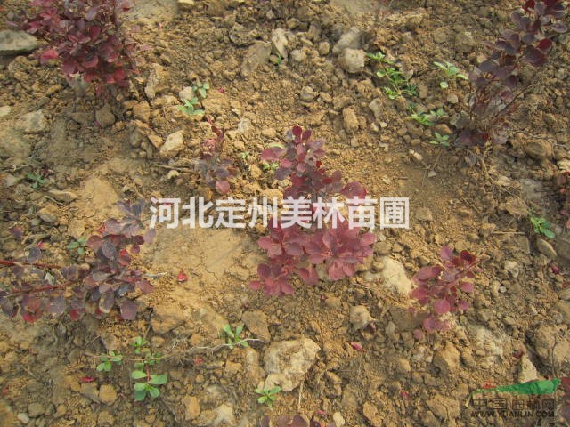 红叶小檗 紫叶小檗 红叶小檗价格 河北红叶小檗 紫叶小檗小苗