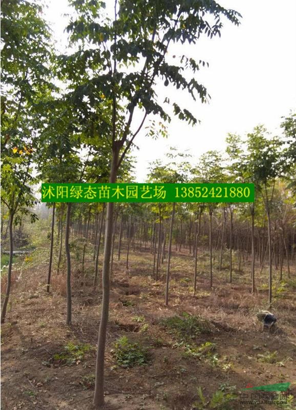 批發欒樹價格，批發欒樹小苗價格，8公分欒樹價格，10公分欒樹