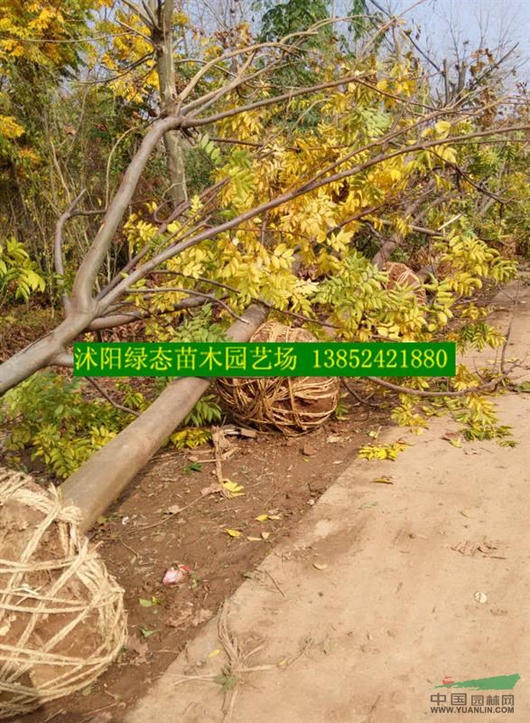 批發欒樹價格，批發欒樹小苗價格，8公分欒樹價格，10公分欒樹