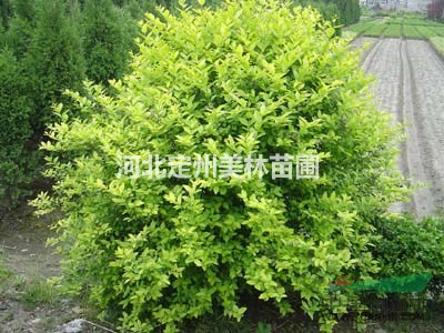 金叶女贞球 胶东卫矛球 红叶小檗球 桧柏球 丝棉木球