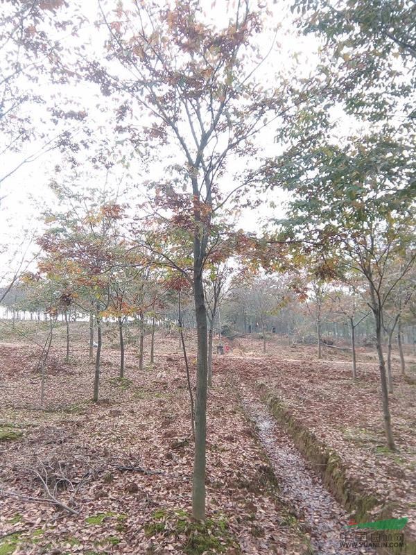 鎮(zhèn)江地區(qū)供應2到20公分櫸樹