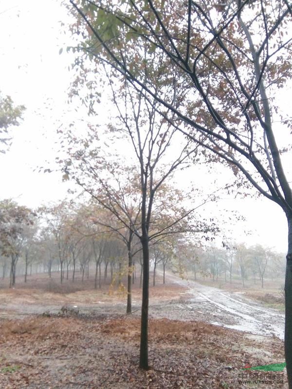 鎮(zhèn)江地區(qū)供應2到20公分櫸樹