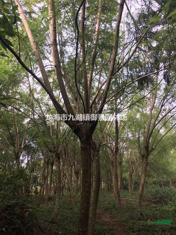福建蓝花楹价格 福建蓝花楹基地 