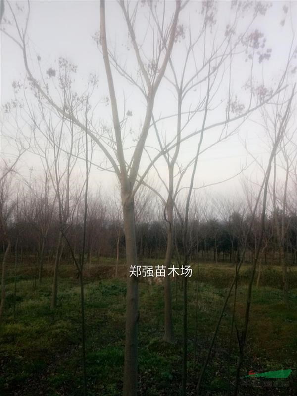 長(zhǎng)興大量黃山欒樹出售