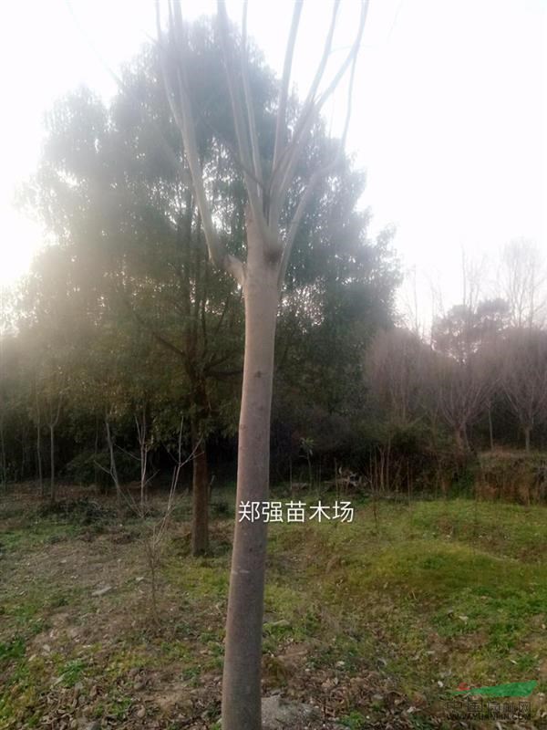 長(zhǎng)興大量黃山欒樹出售