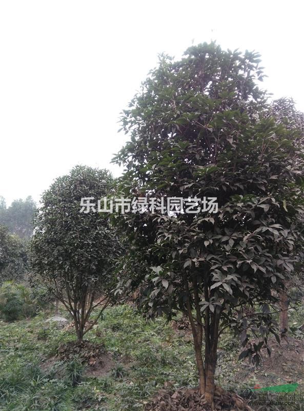 四川樂(lè)山供應(yīng)叢生桂花高度350～500公分寶塔形