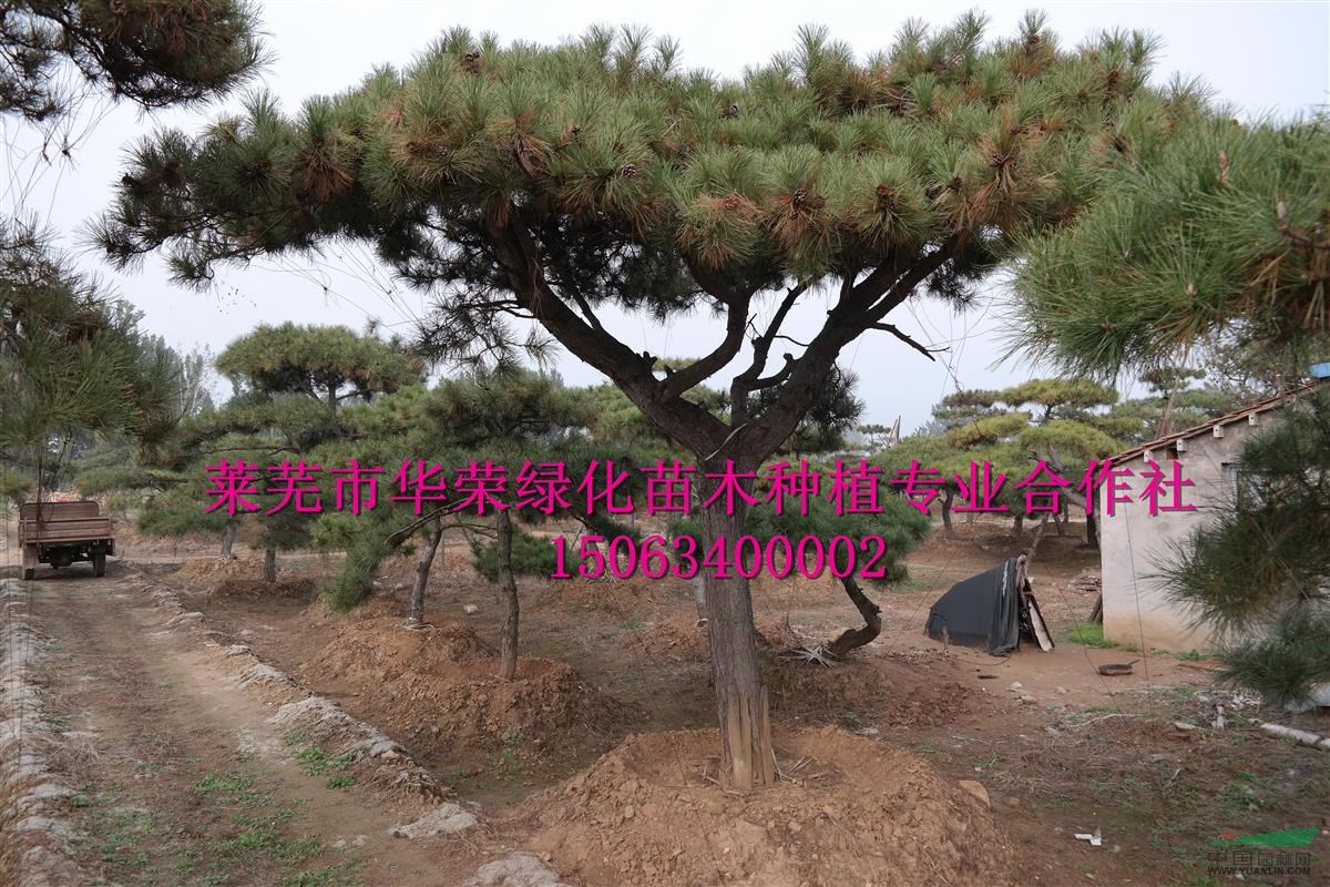 造型油松 景觀松  造型黑松 泰山松 規(guī)模大、規(guī)格全、價格低