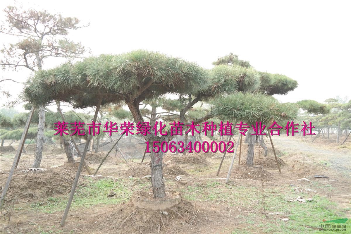 造型油松 景觀松  造型黑松 泰山松 規(guī)模大、規(guī)格全、價格低