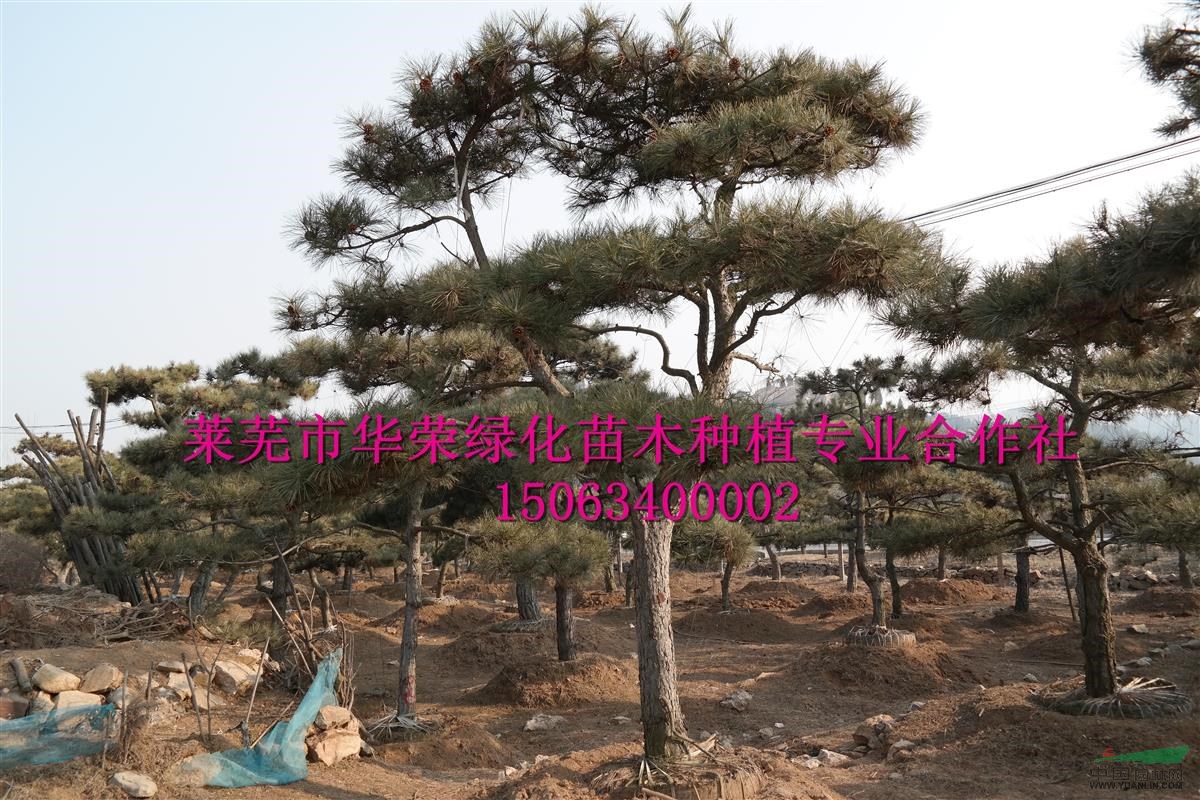 山東萊蕪雪野造型油松基地、規(guī)模大、規(guī)格全、價格低、服務(wù)優(yōu)