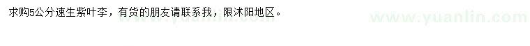 求購5公分速生紫葉李