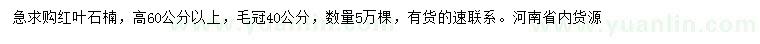 求購高60公分以上紅葉石楠小苗