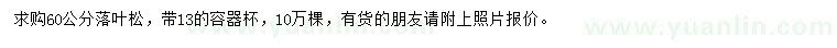 求購(gòu)高60公分落葉松