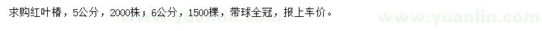 求購5、6公分紅葉椿