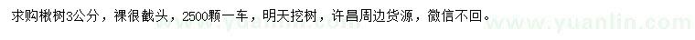 求購3公分楸樹