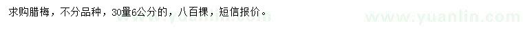求購30量6公分臘梅