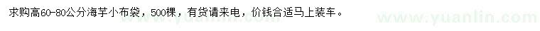 求購高60-80公分海芋