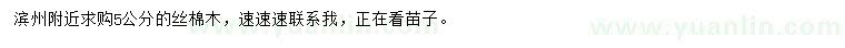 求購5公分絲棉木