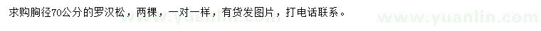 求購胸徑70公分羅漢松