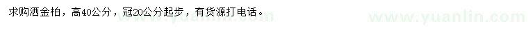求購高40公分灑金柏
