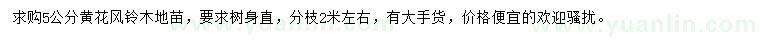 求購5公分黃花風(fēng)鈴木