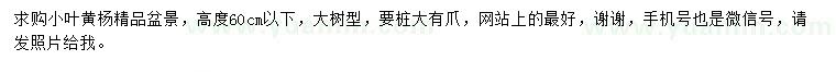 求購高度60公分以下小葉黃楊