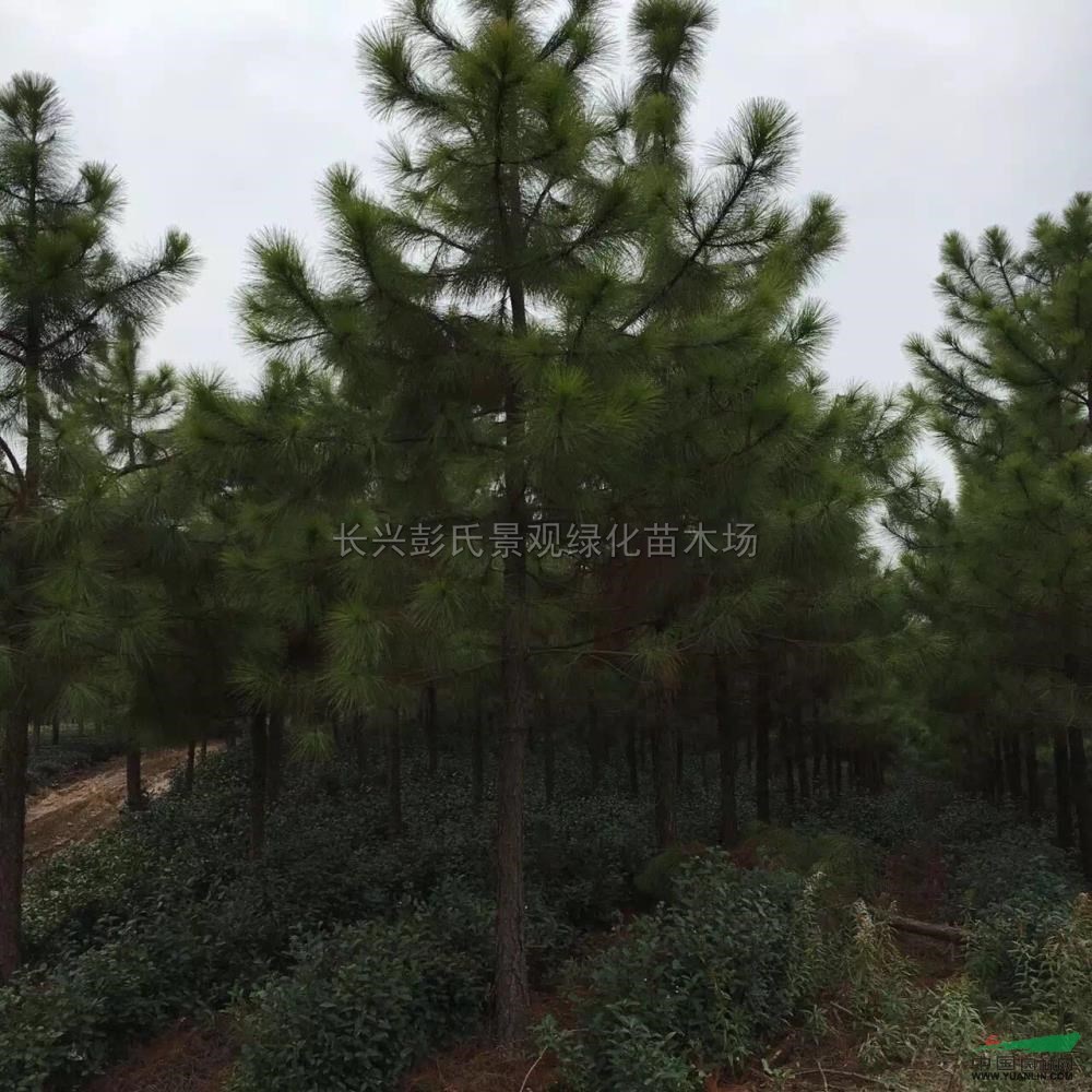 濕地松2行情報(bào)價(jià)濕地松2圖片展示