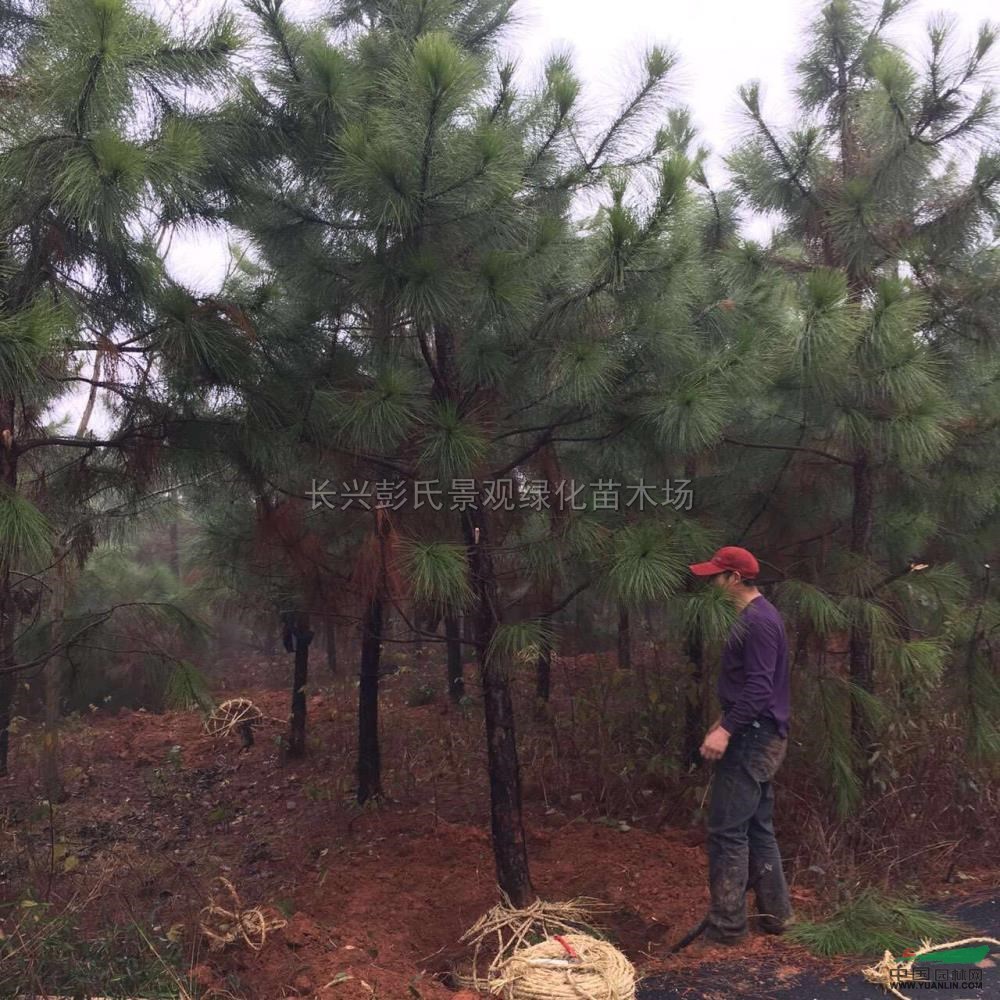 濕地松2行情報(bào)價(jià)濕地松2圖片展示