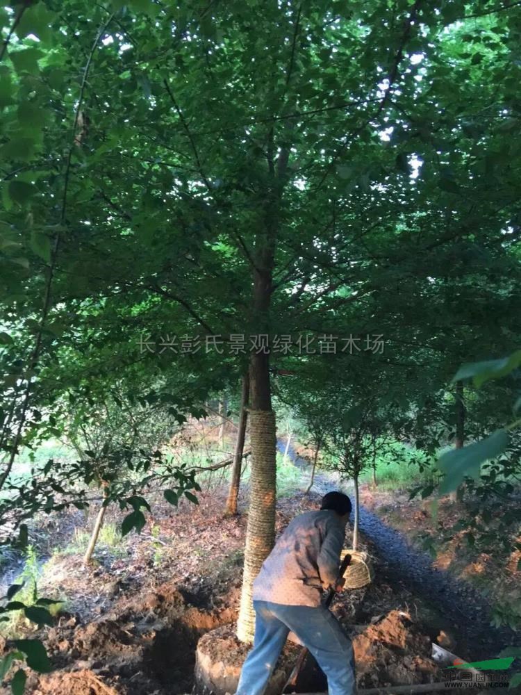 香樟圖片香樟報價