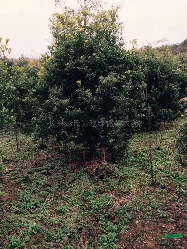 楊梅樹供應/楊梅樹圖片