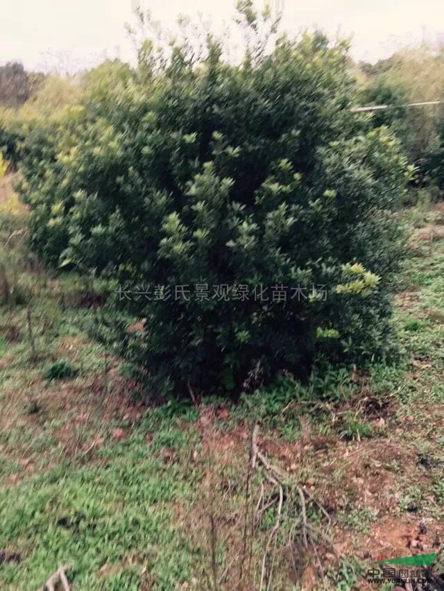 楊梅樹供應/楊梅樹圖片
