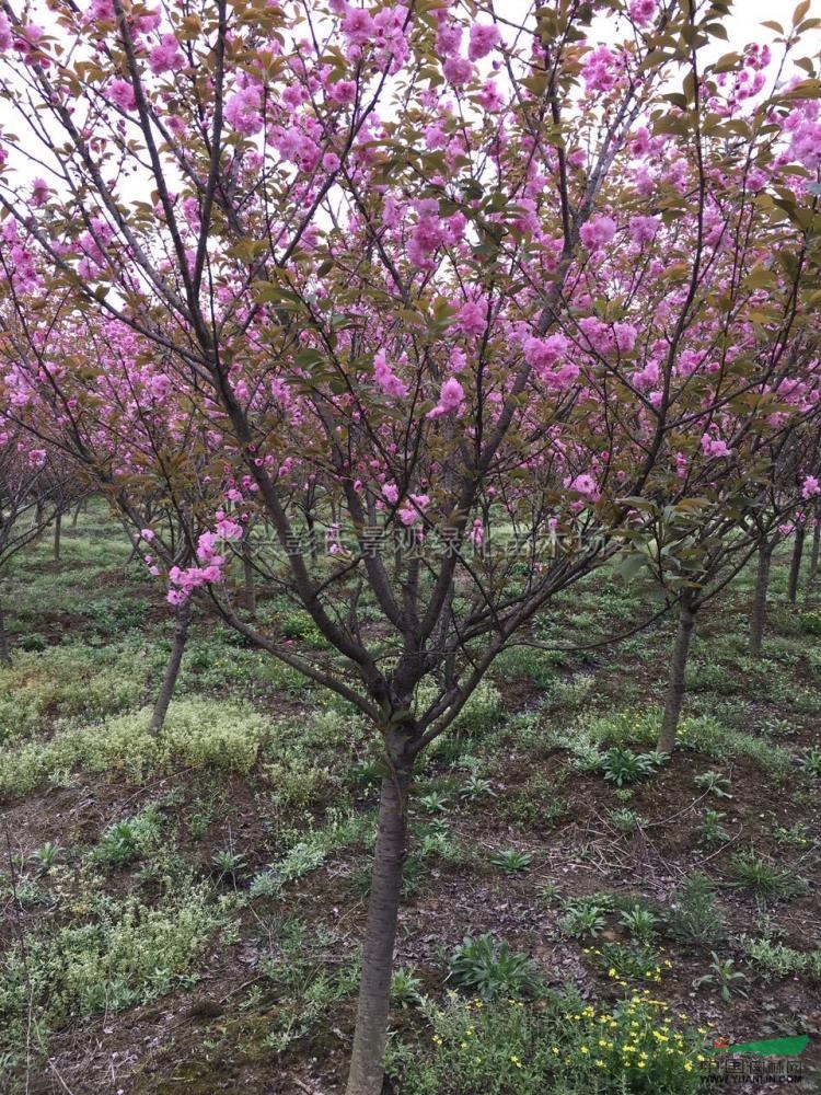 櫻花行情報價櫻花圖片展示