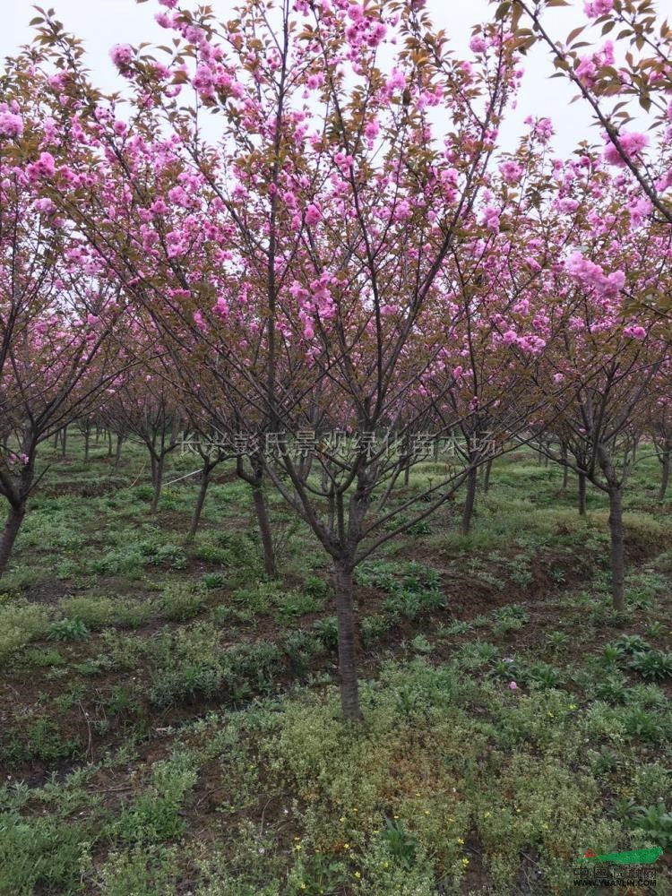 櫻花行情報價櫻花圖片展示