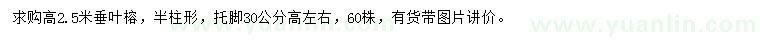 求購高2.5米垂葉榕